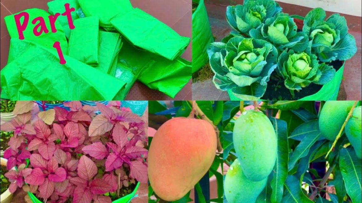 Grow Bags(HDPE)For Vegetable Gardening/Which Size Of Grow Bags Is Best For Growing Which Vegetable