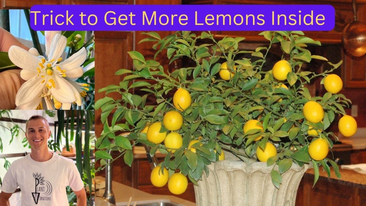 Tip for Getting more LEMONS on your Plant Inside the Home Tip for Getting more LEMONS on your Plant Inside the Home