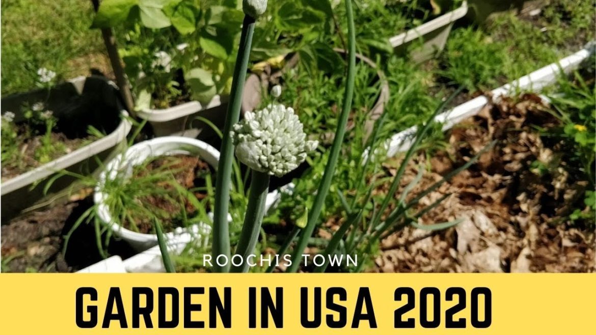 Organic Vegetable garden in  USA |Backyard garden in America Indian  | Roochis Town