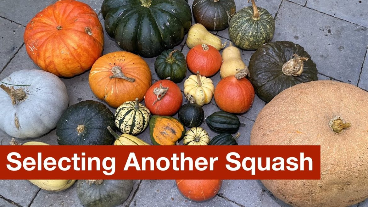 Selecting Another Squash