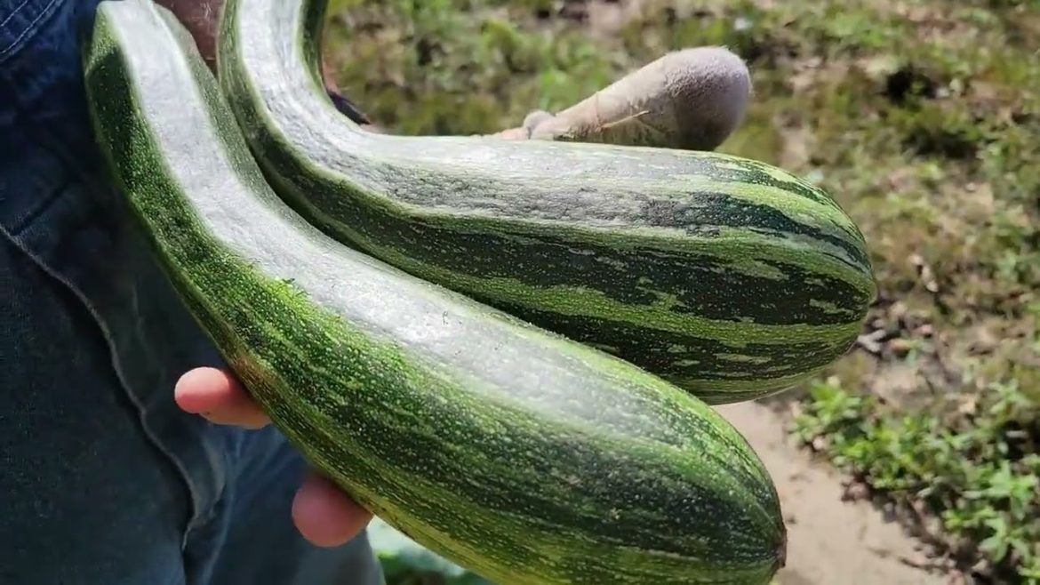 Garlic Planting, Zucchini Harvest and a new Loft Floor Garlic Planting, Zucchini Harvest and a new Loft Floor