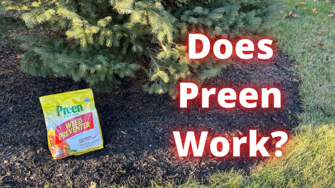Does Preen work? Results after 1 season. Does Preen work? Results after 1 season.