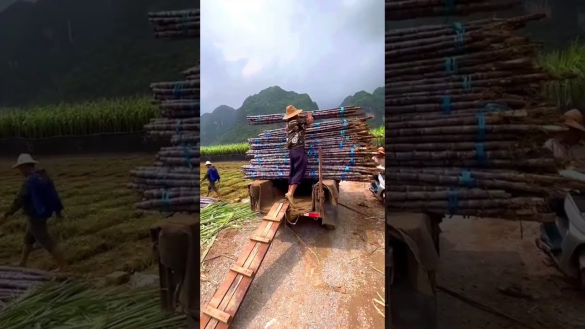 Harvest Sugarcane #harvest #agriculture