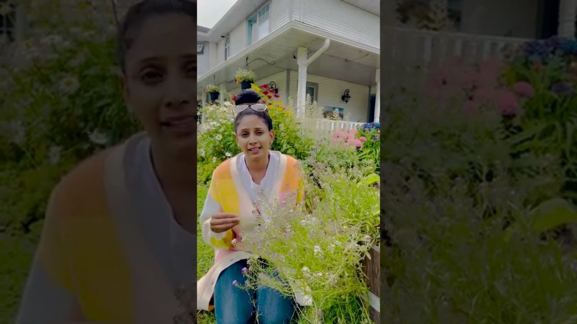 Sweet Alyssum for Pest Management