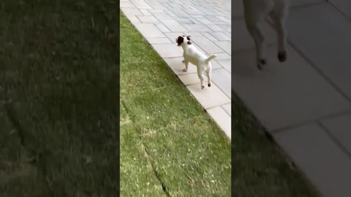 Stone Retaining Walls Atlanta | Stone Patios & Steps Contractor | Garden Lights Landscaping