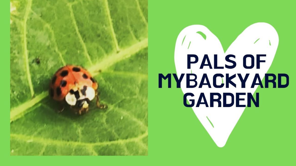 Pals of My Backyard Garden
