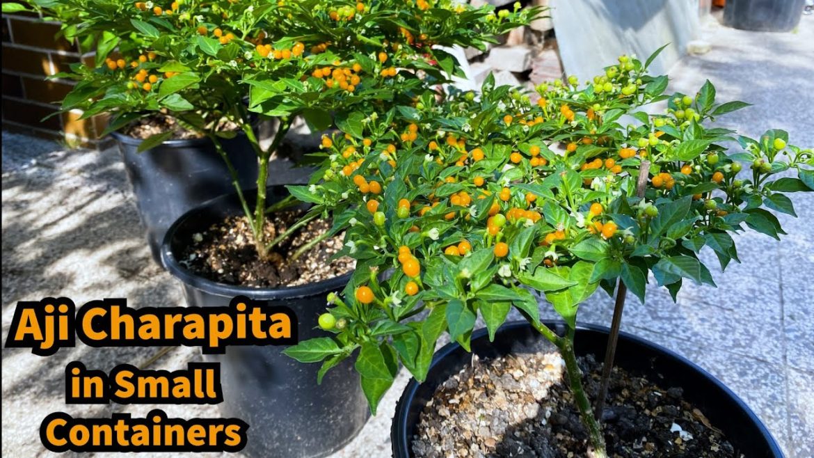Growing Chilli Peppers Aji Charapita in small Containers – Seed to Harvest Growing Chilli Peppers Aji Charapita in small Containers - Seed to Harvest