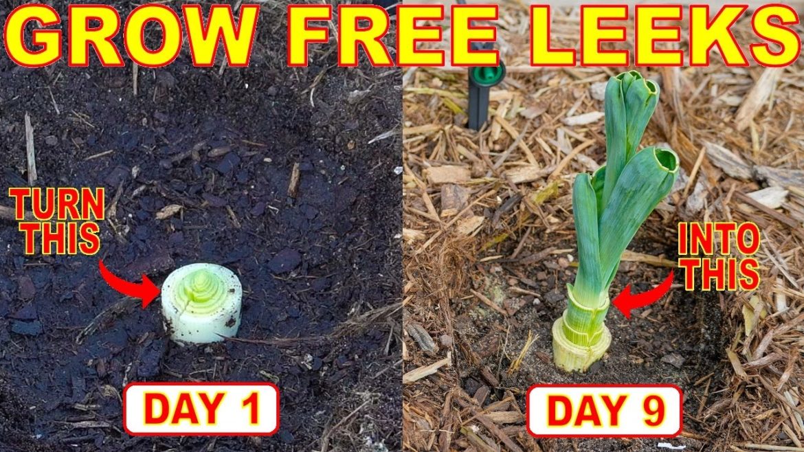 Turn ONE Leek Into TWO Leeks By Planting GROCERY STORE Leek Cuttings!