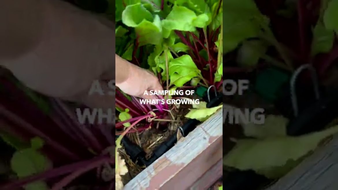 SUMMER BACKYARD GARDEN TOUR  🍅🍑🌶 #shorts