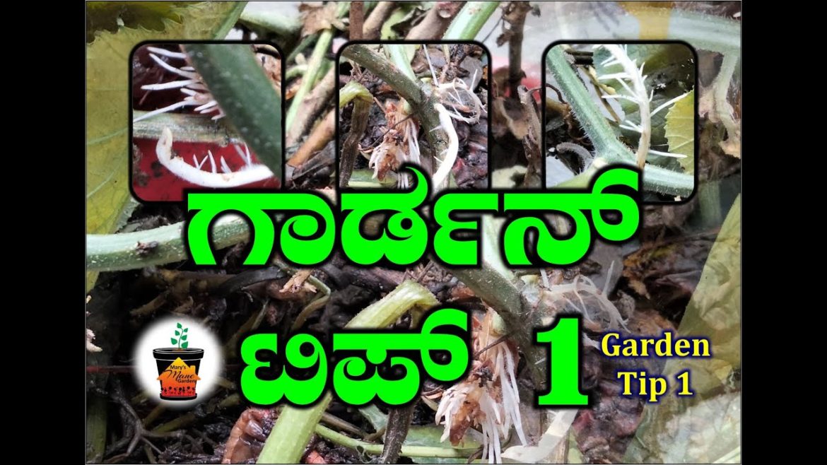 ಗಾರ್ಡನ್ ಟಿಪ್ಸ್|garden tip1|garden tips for beginner|gardening tip|gardening|ಮೇರಿಸ್ ಮನೆ ಗಾರ್ಡನ್ ಕನ್ನಡ