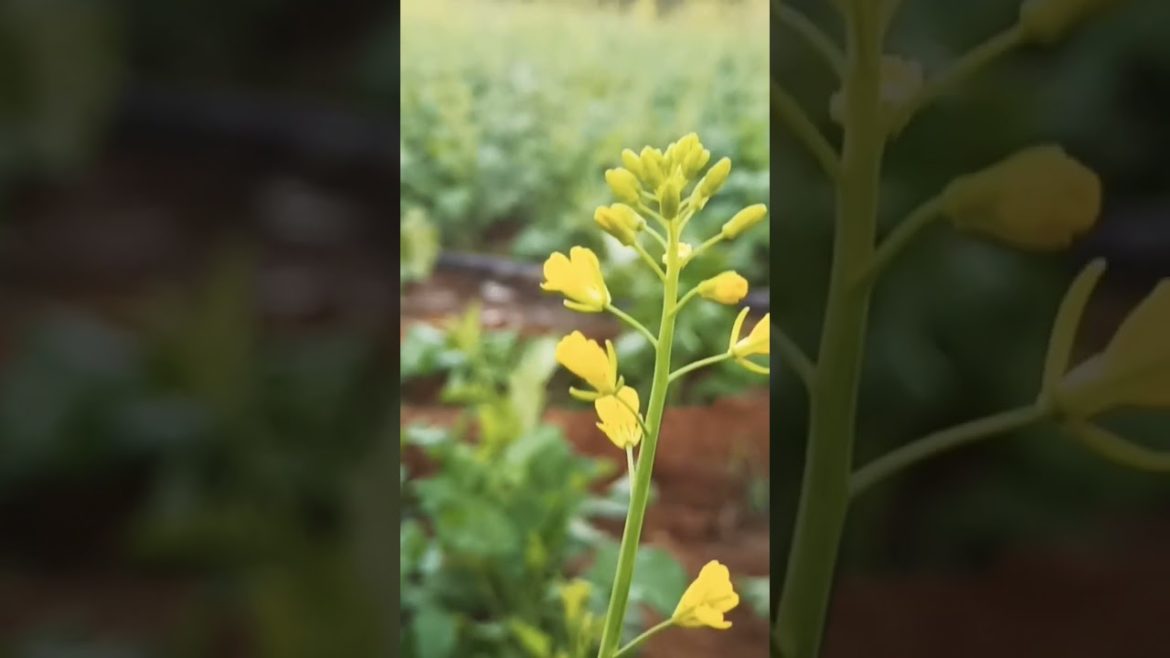 #shorts सरसों