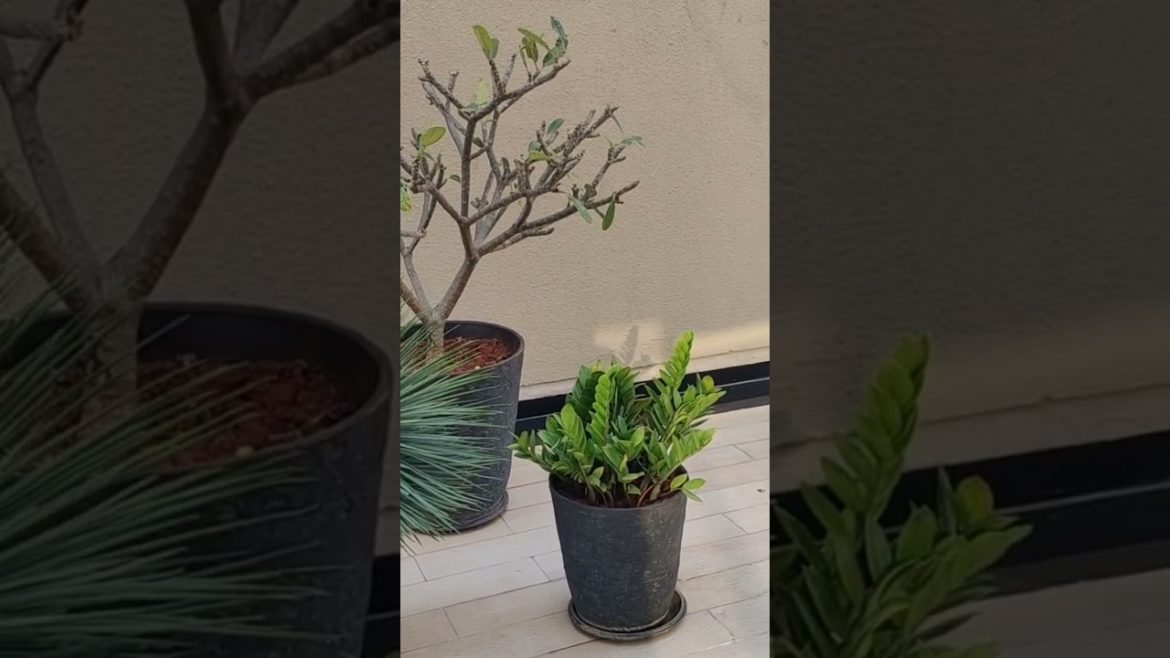 WPC Dcek wood floors flower interior gamleinterior design WPC Dcek wood floors flower interior gamleinterior design