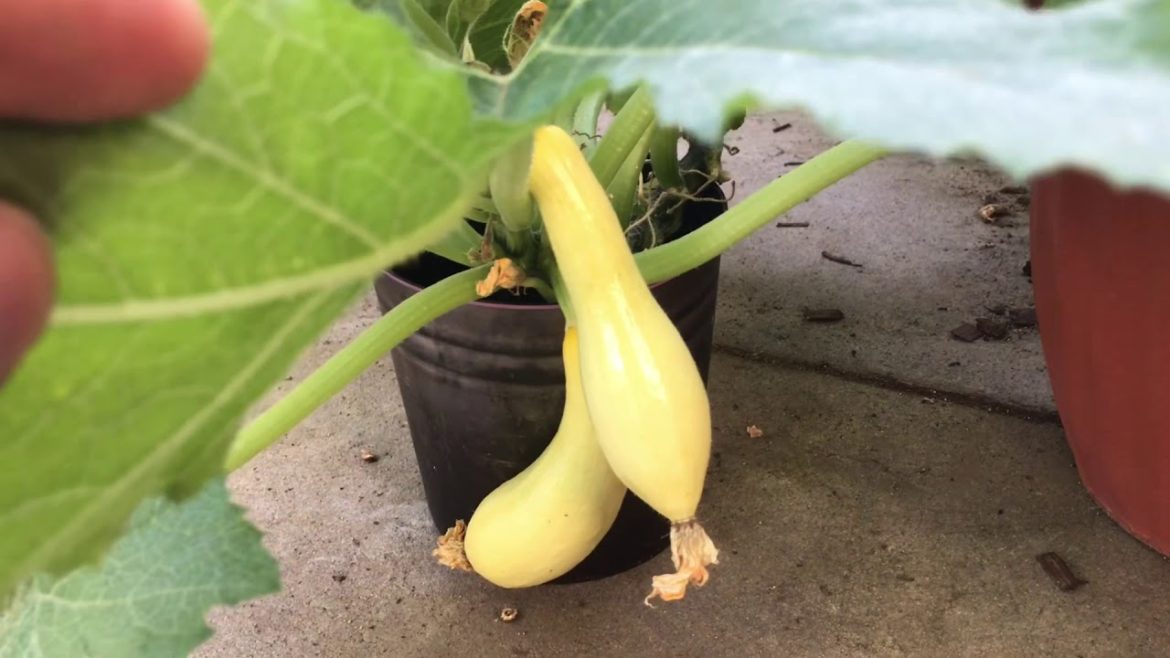 Container Garden Tour. Peace of Mind.