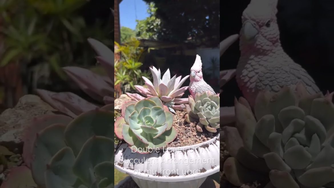 Double Layer Urn Succulent Arrangement at my Front Yard #shorts  #succulents  #succulentgarden