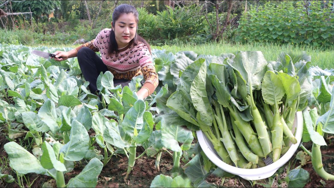 Short and fat Chinese broccoli in my vegetable garden / Yummy Chinese broccoli recipe Short and fat Chinese broccoli in my vegetable garden / Yummy Chinese broccoli recipe