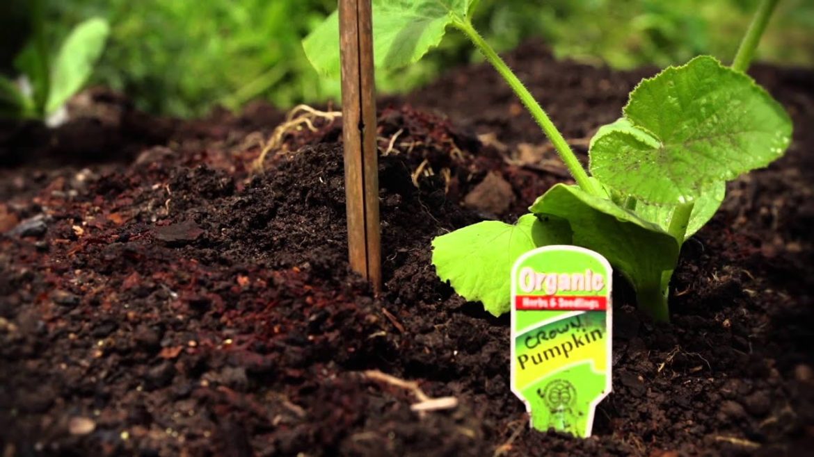 How to Plant Cucurbits & more of the Solanum Family | Organic Edible Garden