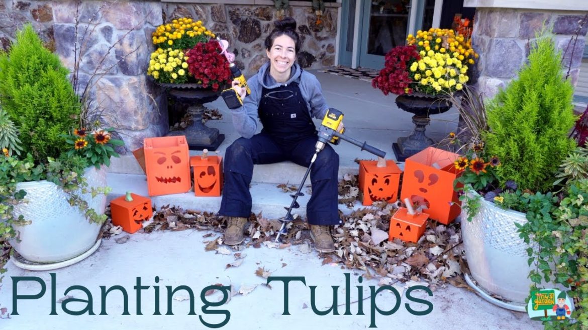 How to Plant Tulips in the Landscape in Zone 5B! Plans For Planting Specialty Tulips in Raised Beds! How to Plant Tulips in the Landscape in Zone 5B! Plans For Planting Specialty Tulips in Raised Beds!