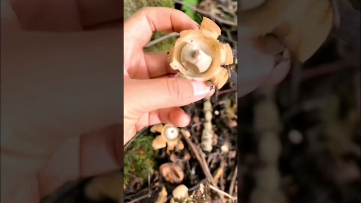 Like the eyes we found in the forest #gardening