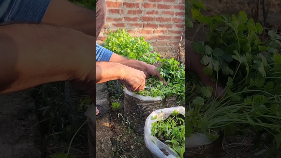 DIY Method For Growing Coriander (My First Video) Short