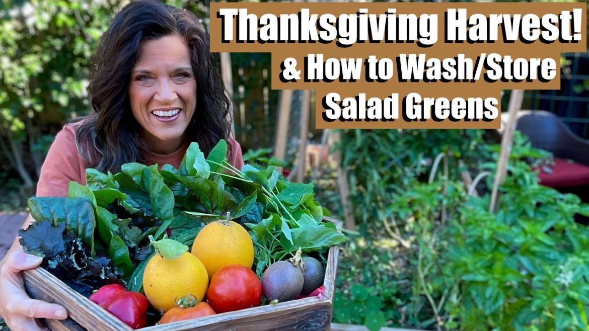 CaliKim: Thanksgiving Salad Harvest, Surprises & How I Wash and Store Greens π±π₯¬ππ
Thanksgiving Salad Harvest, Surprises & How I Wash and Store Greens π±π₯¬ππ