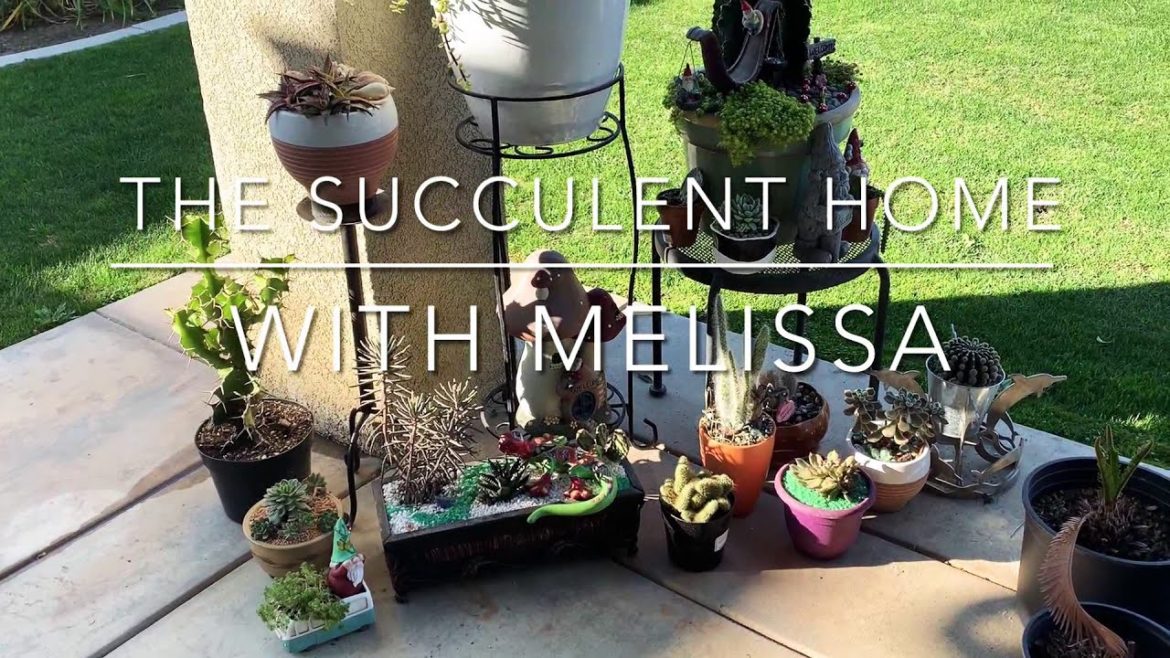 My Colorful Succulent Backyard Garden Update Vlog / Ocean Succulent Tapestry  / The Succulent Home