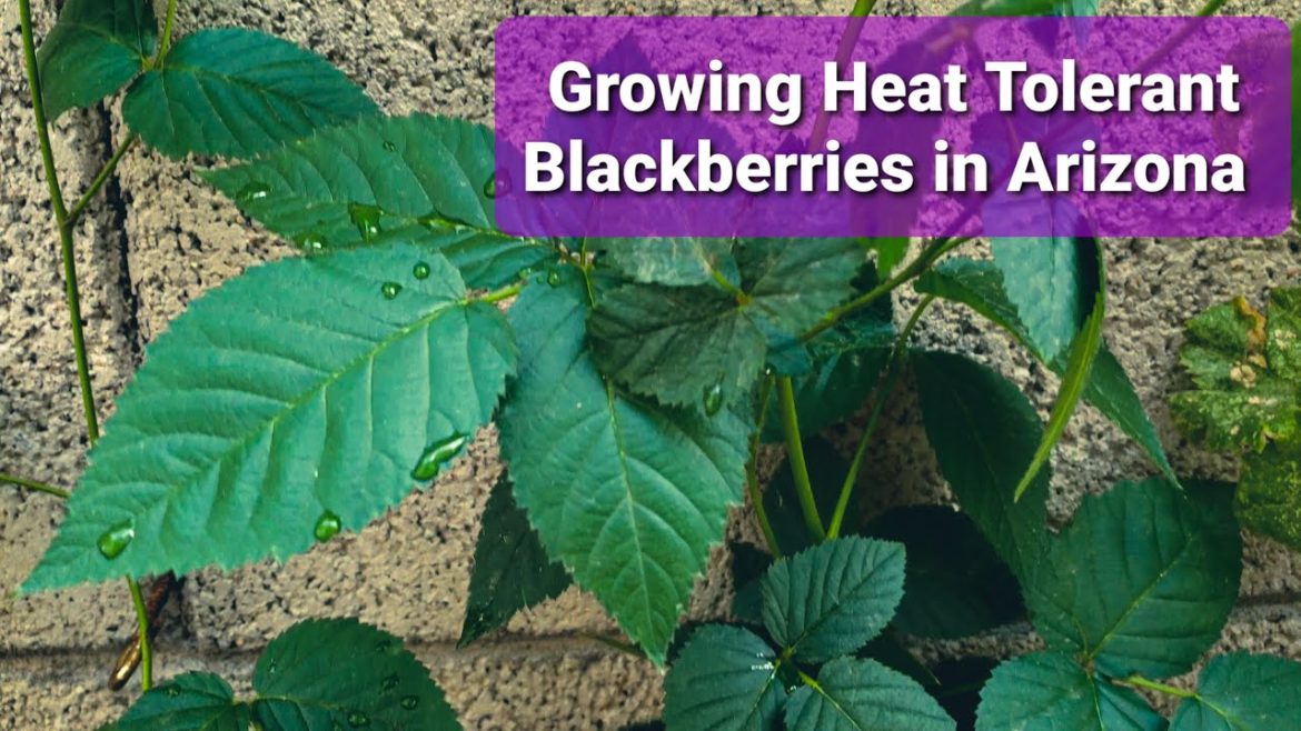 22 Blackberries and Raspberries Tour - 9 varieties | November Vlog