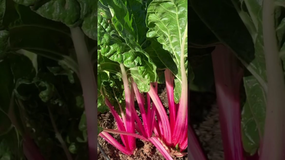 Beautiful Winter Vegetables In The Backyard Garden - #shorts #vlogmas