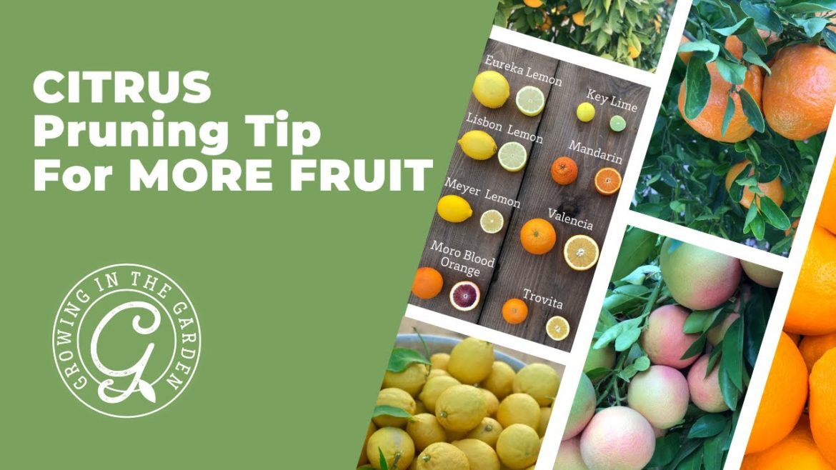 CITRUS Pruning Tip for MORE FRUIT