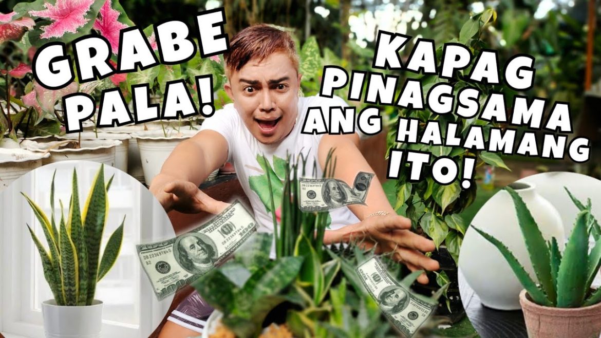 COMBINATION OF SNAKE PLANTS & ALOE ARRANGEMENT | PLANT BENEFITS & SYMBOLISM COMBINATION OF SNAKE PLANTS & ALOE ARRANGEMENT | PLANT BENEFITS & SYMBOLISM