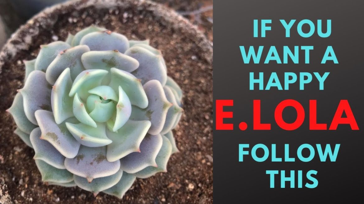 || IF YOU WANT A HAPPY E.LOLA FOLLOW THIS || || IF YOU WANT A HAPPY E.LOLA FOLLOW THIS ||