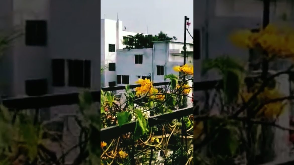 Garden Design and Ideas with Bagun Bilash Flowers Touch. Garden Design and Ideas with Bagun Bilash Flowers Touch.
