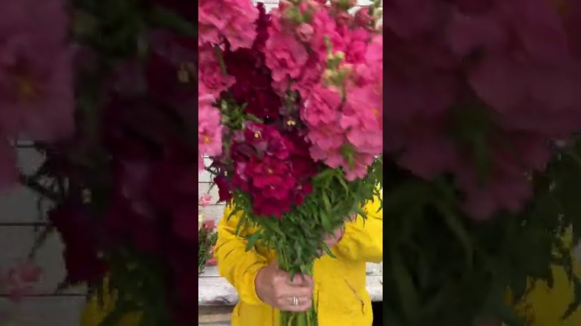 Can anyone ever have enough Madame Butterfly Snapdragons? I’m not confessing how many I’ve planted…