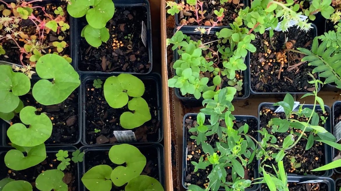 🌱 Transforming Our Backyard Garden || Part 4 || Painting and Planting 🌱 Transforming Our Backyard Garden || Part 4 || Painting and Planting