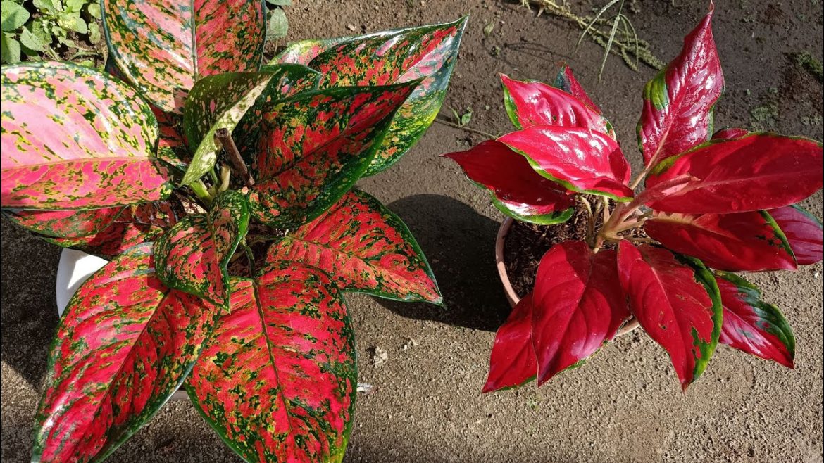 Tips to Keep Your Aglaonema Plants Healthy