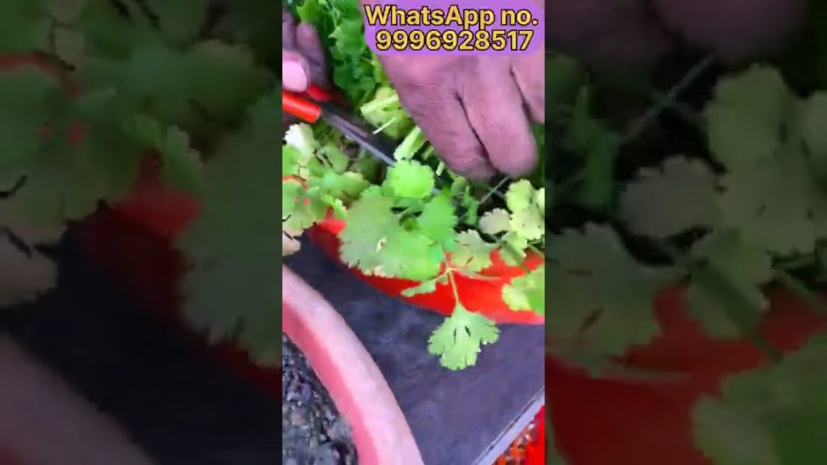 1 टब में उगाया 6 महीने का धनिया #shorts #youtubeshorts #green #vegetables #viral 1 टब में उगाया 6 महीने का धनिया #shorts #youtubeshorts #green #vegetables #viral