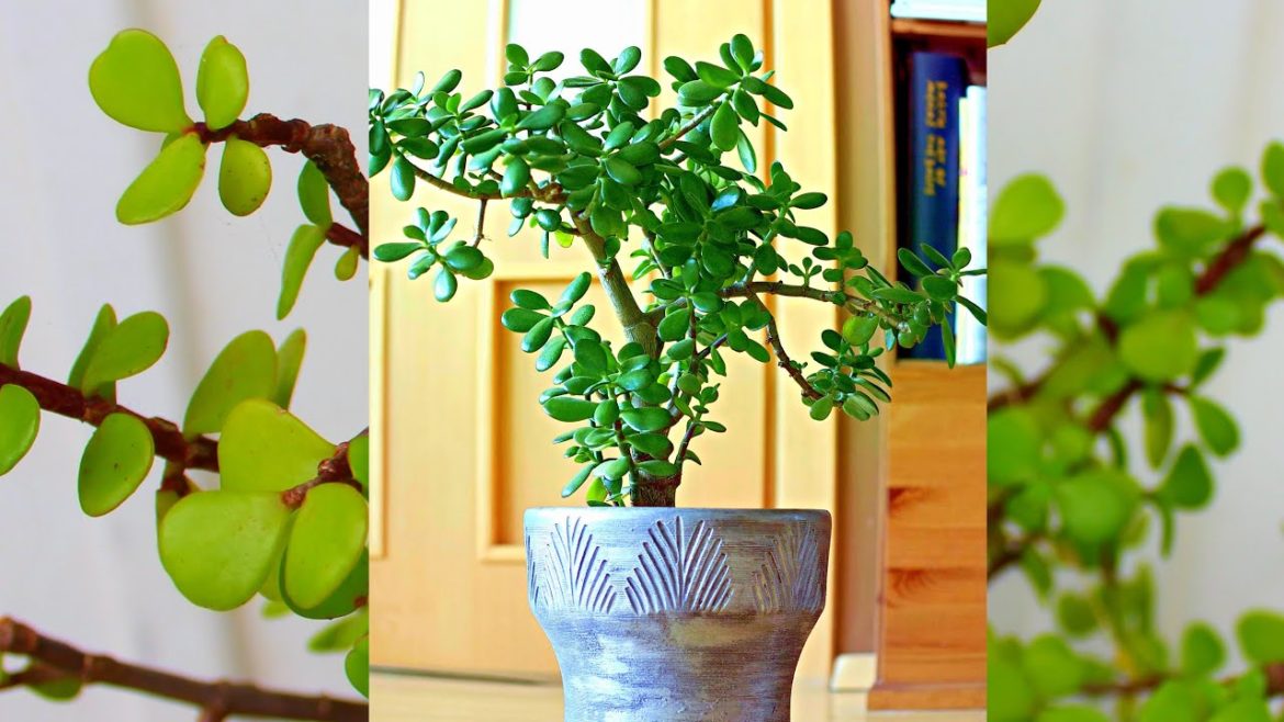 ये पौधा रेगिस्तान को भी हरा भरा कर देगा #shorts #youtubeshorts #garden #fresh #reels #short