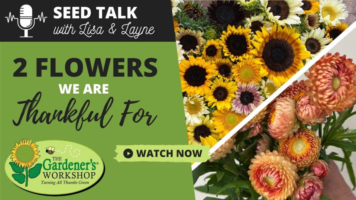 #12 – Two Flowers We Are Thankful For #12 - Two Flowers We Are Thankful For
