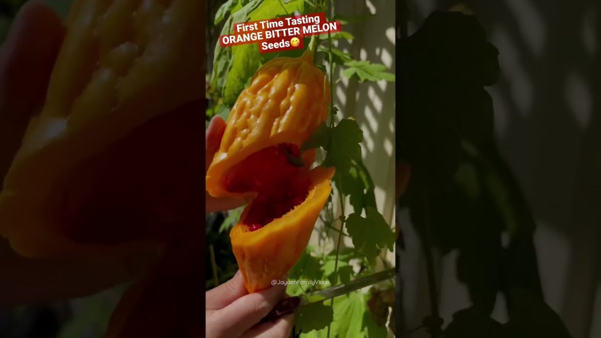 Tasting ORANGE BITTER MELON Seeds πππΌ #shorts #oddlysatisfying #fruit #food #satisfying #edible Tasting ORANGE BITTER MELON Seeds πππΌ #shorts #oddlysatisfying #fruit #food #satisfying #edible