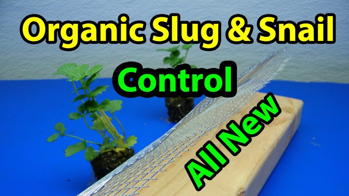 All New EZ DIY Organic Slug and Snail control for vegetable gardening for beginners 101
