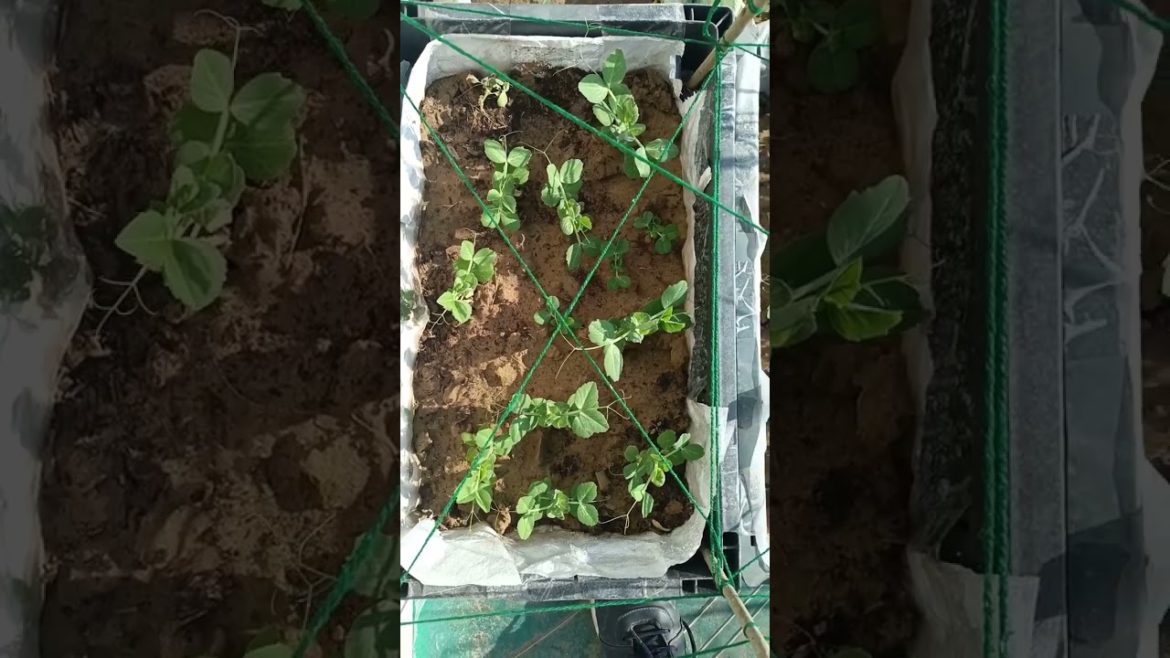 good morning/ natural beauty/ green garden/ tips/short Videos/ Short/ status/what's app status/