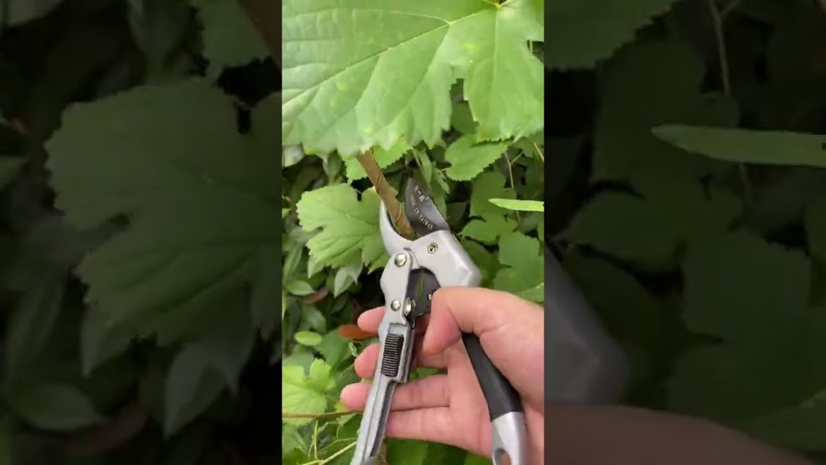 Hardware Tools #garden tools #pruning shears #gardening