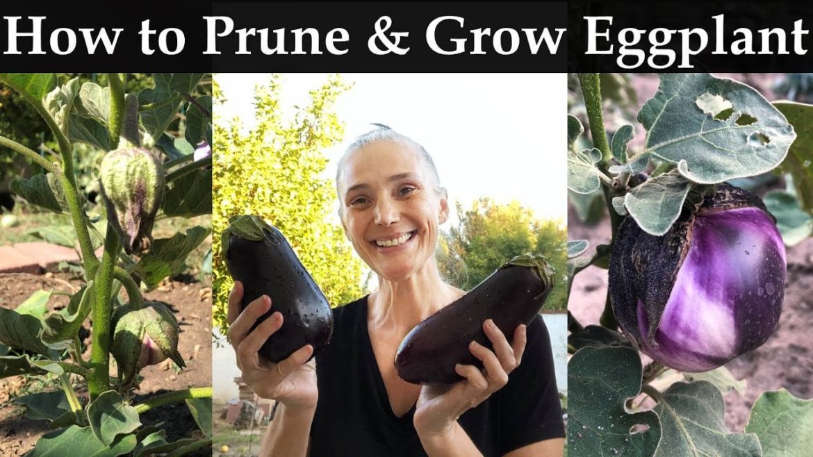 How To Grow Eggplant Complete Guide - Pruning Step by Step - Backyard Garden Tips for Vegetables