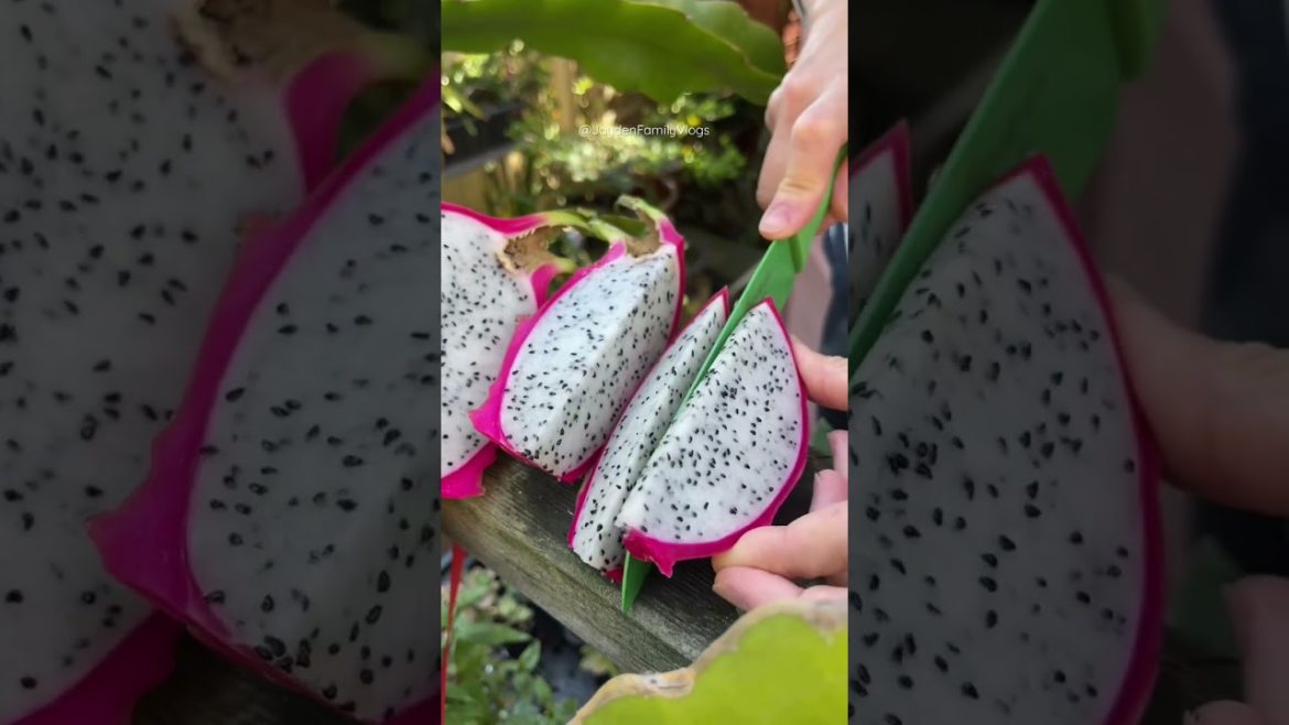 Dragon Fruit CACTUS Edible 🌵🤤 #shorts #fruit #fruitcutting #food #oddlysatisfying #satisfying