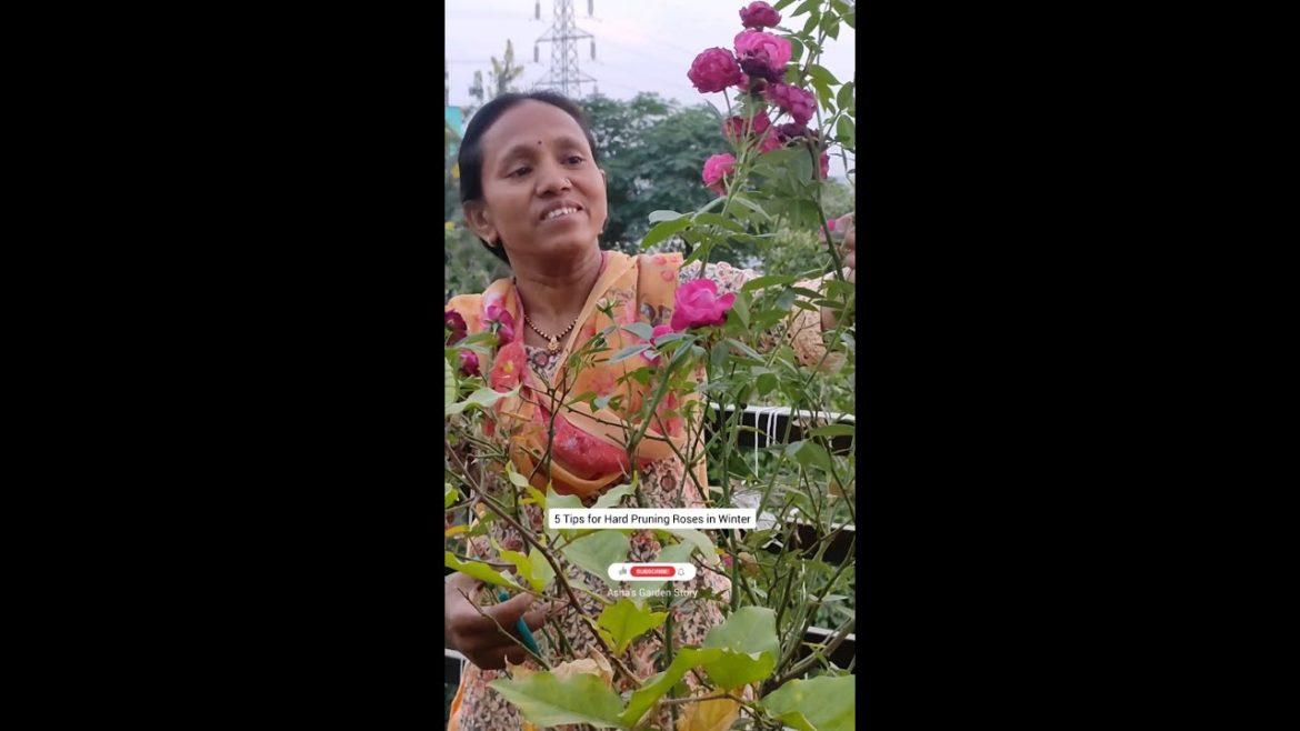 5 Tips For Hard Pruning Roses Winter|गुलाब के पौधे की हार्ड प्रूनिंग| #ashasgardenstory#shorts 5 Tips For Hard Pruning Roses Winter|गुलाब के पौधे की हार्ड प्रूनिंग| #ashasgardenstory#shorts