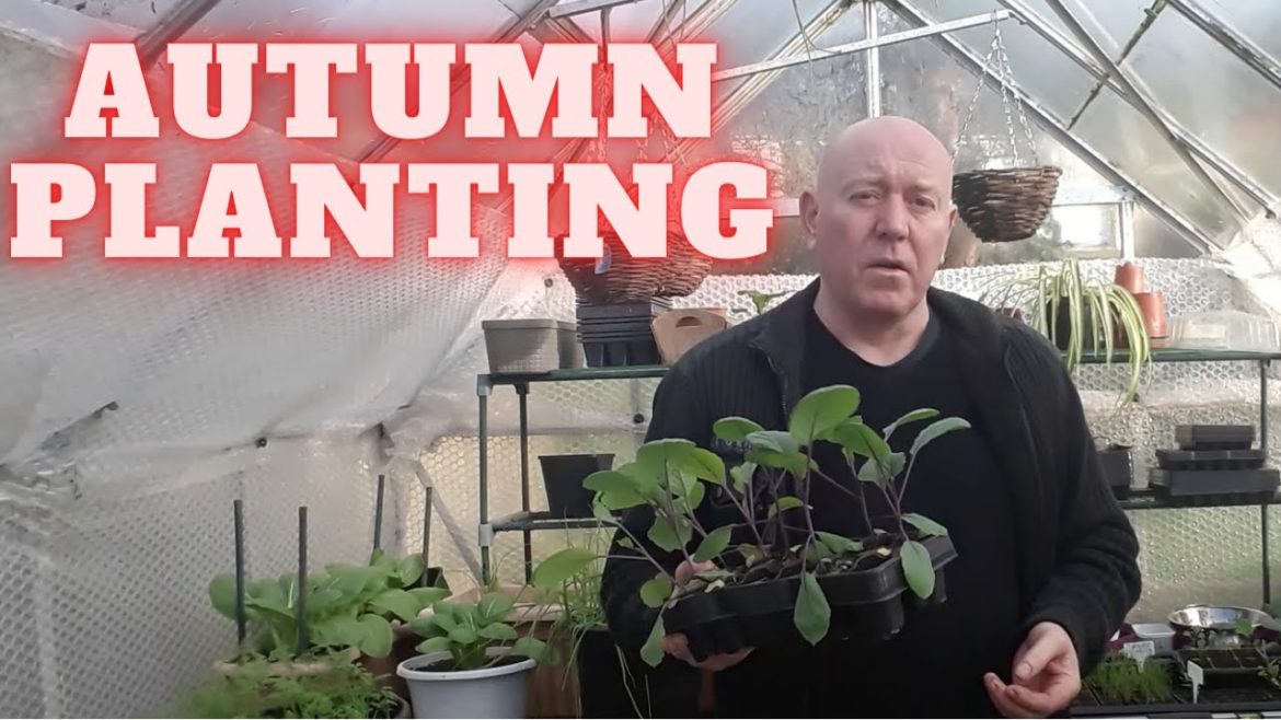 Autumn Planting [Gardening Allotment UK] [Grow Vegetables At Home ]