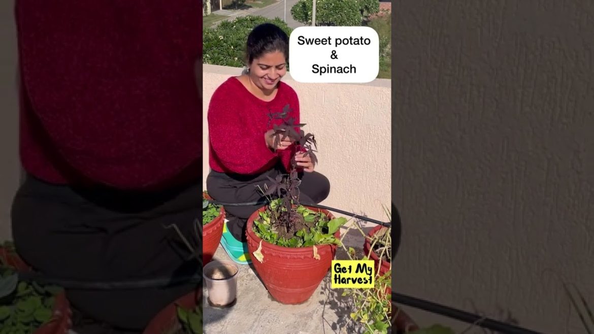 Companion Gardening for winter vegetables | कम जगह में ज्यादा सब्जियां कैसे उगाएं #Shorts Companion Gardening for winter vegetables | कम जगह में ज्यादा सब्जियां कैसे उगाएं #Shorts