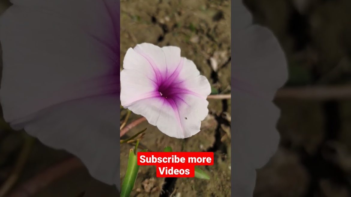 Beautiful flower, Village Life With Saiful