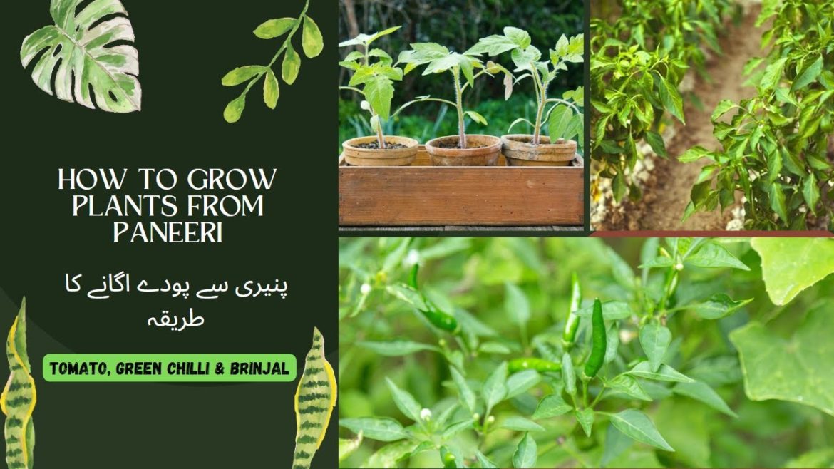 How to grow vegetables from Paneeri | Gardening with Shahnoor | How to grow vegetables from Paneeri | Gardening with Shahnoor |