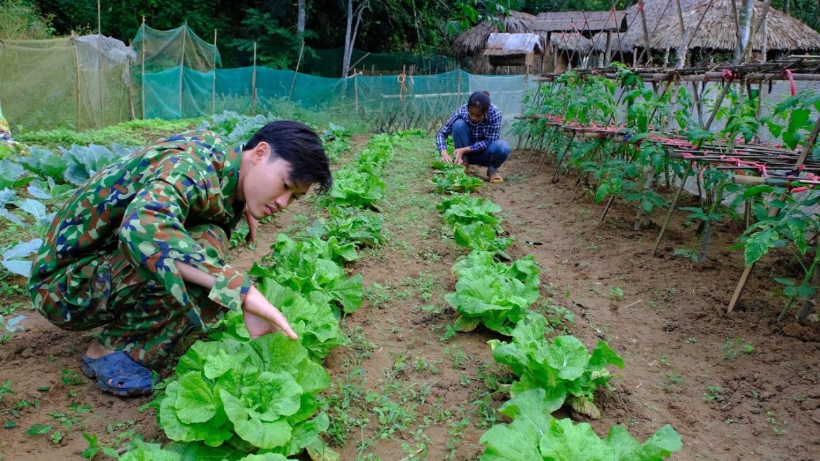 Ep 95: 360 days to build a farm. Vegetable garden ready to be harvested - Building Free Life