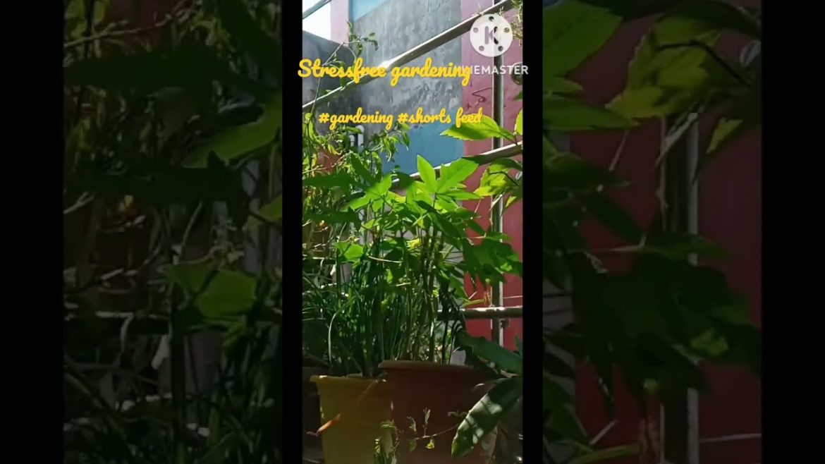 stressfree gardening/winter gardening ideas/winter gardening/organic garden #shortsfeed stressfree gardening/winter gardening ideas/winter gardening/organic garden #shortsfeed